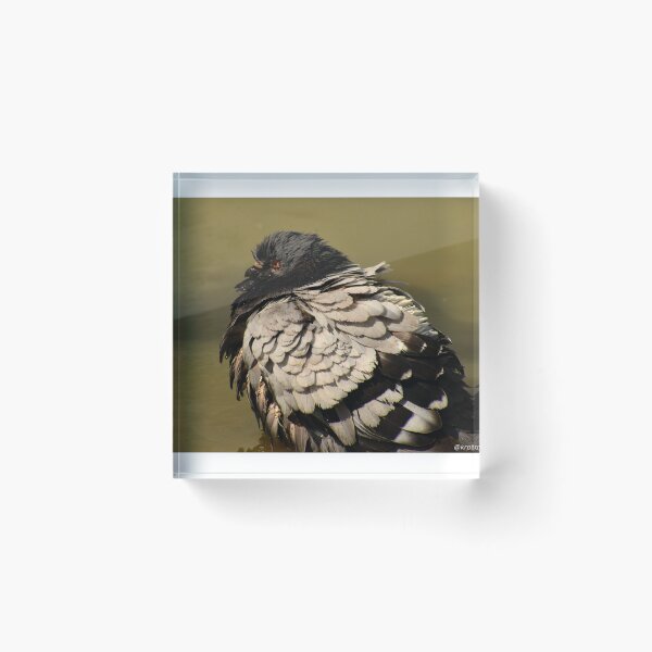 Item preview, Pigeon Borb designed and sold by DigiDragon7.
