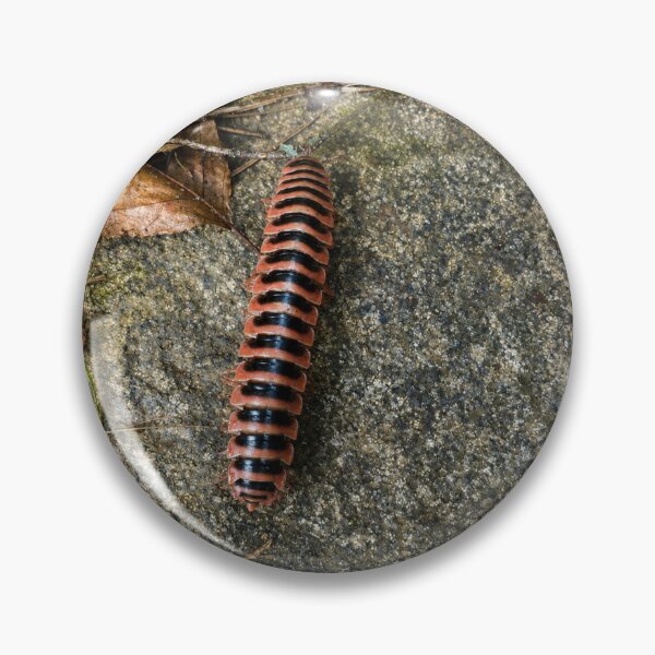 Item preview, Flat-backed Millipede crossing woodland stone designed and sold by Astute-Artio-Photography.