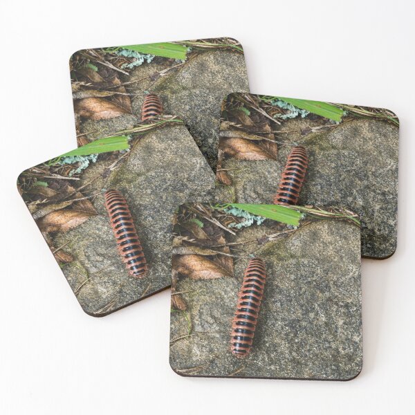 Item preview, Flat-backed Millipede crossing woodland stone designed and sold by Astute-Artio-Photography.