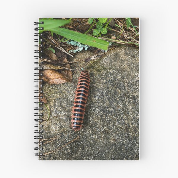 Item preview, Flat-backed Millipede crossing woodland stone designed and sold by Astute-Artio-Photography.