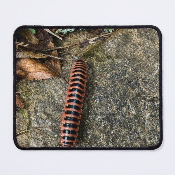 Item preview, Flat-backed Millipede crossing woodland stone designed and sold by Astute-Artio-Photography.