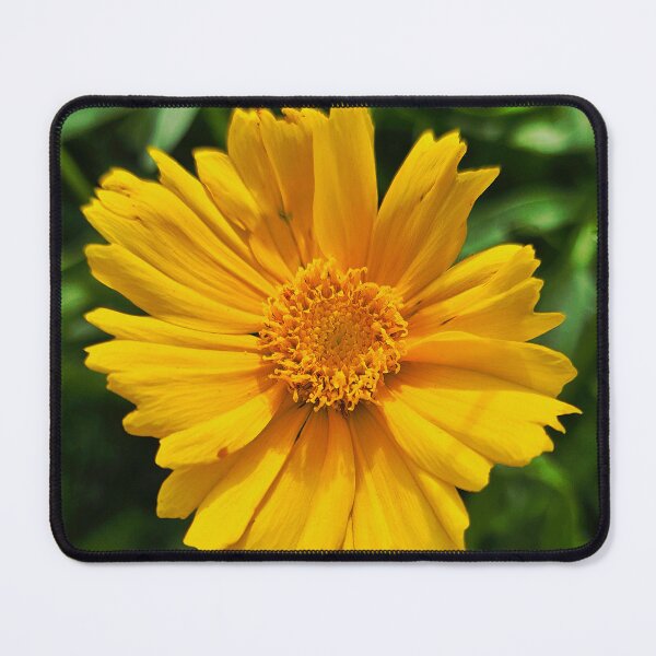 Item preview, Yellow Coreopsis Bloom Photo designed and sold by NikaNavi.