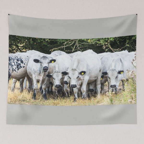 Item preview, White Park Herd designed and sold by Jane Stanley Photography.
