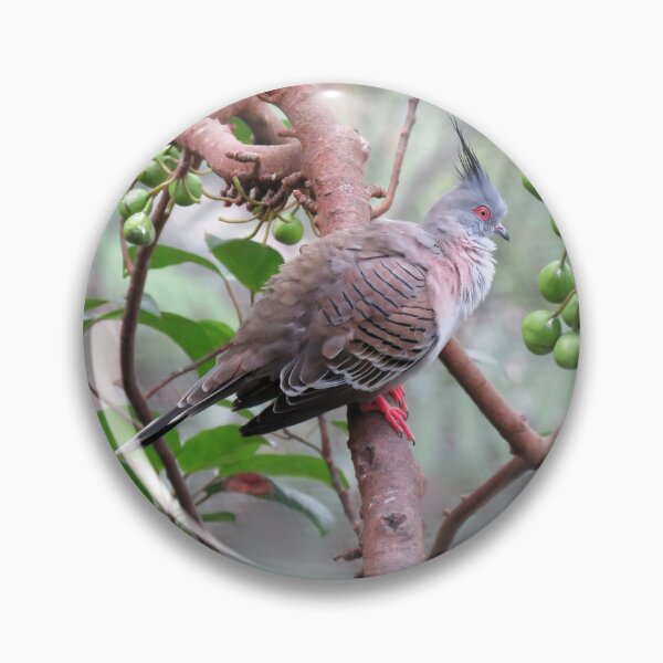 Item preview, Crested Pigeon designed and sold by Linda Walsh.