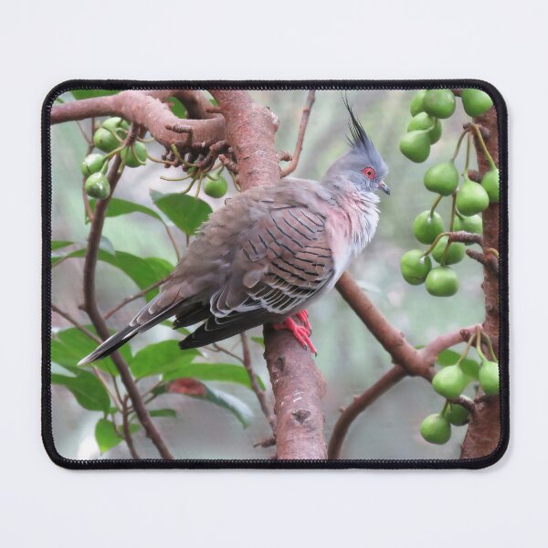 Item preview, Crested Pigeon designed and sold by Linda Walsh.