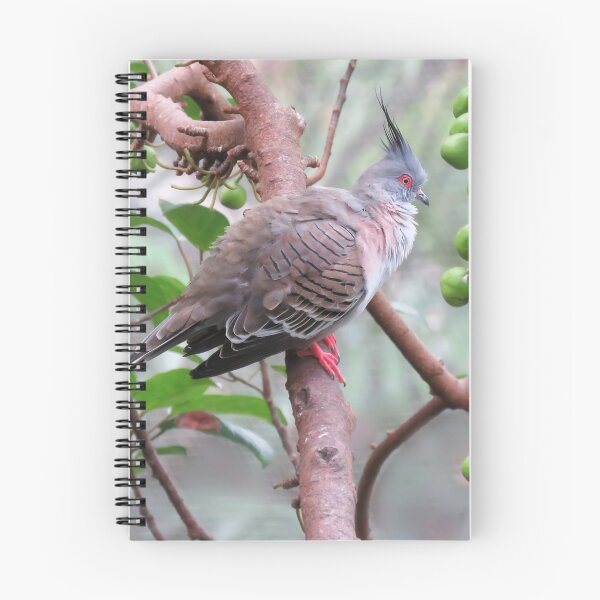 Item preview, Crested Pigeon designed and sold by Linda Walsh.