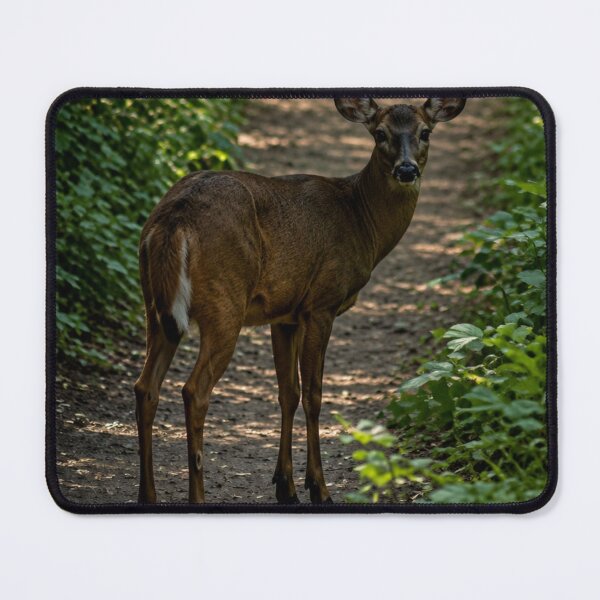 Item preview, Curious young deer on woodland path designed and sold by Astute-Artio-Photography.
