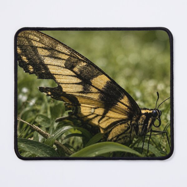 Item preview, Swallowtail butterfly resting designed and sold by Astute-Artio-Photography.