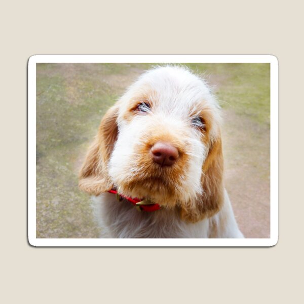 Lifetime of love Spinone puppy Magnet