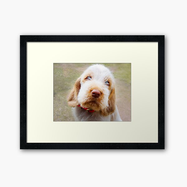 Lifetime of love Spinone Framed Art Print