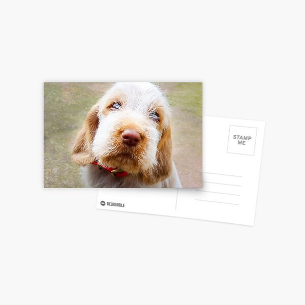 Lifetime of love Spinone Postcard