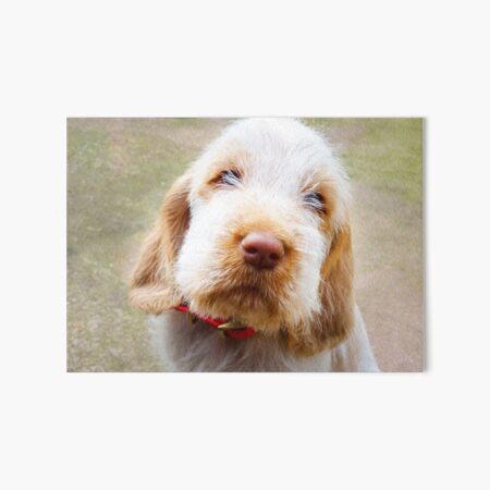 Lifetime of love Spinone Art Board Print