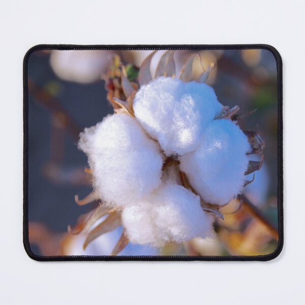 Item preview, Cotton Blossom in Bloom designed and sold by SiliconValleyUS.