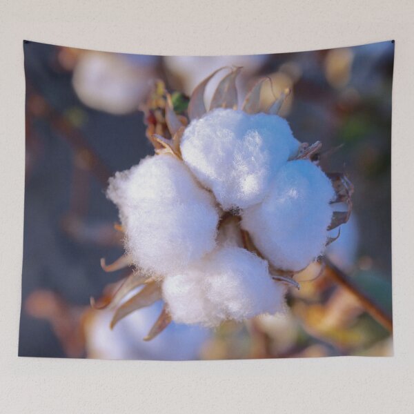 Item preview, Cotton Blossom in Bloom designed and sold by SiliconValleyUS.