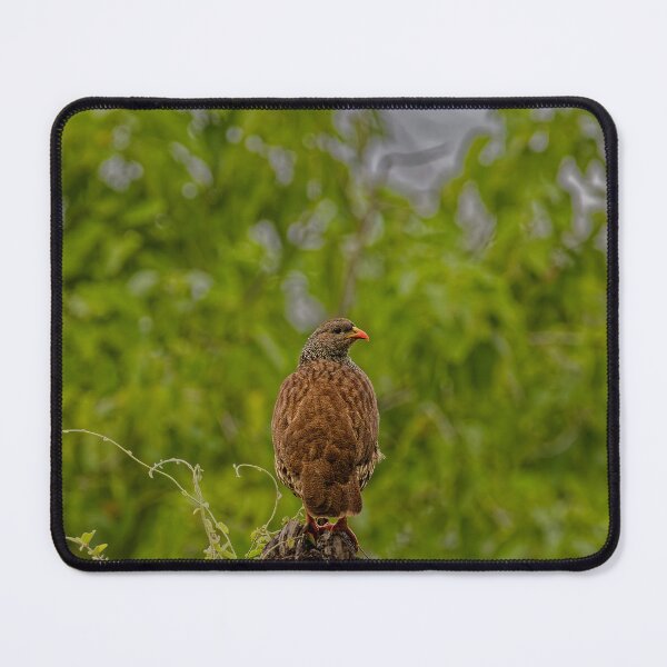 Item preview, A Natal Spurfowl in Makuleke, South Africa designed and sold by TomRomanPhotos.