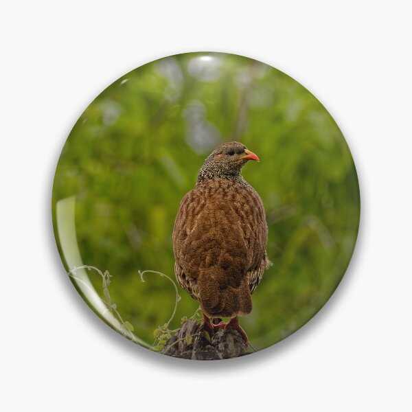 Item preview, A Natal Spurfowl in Makuleke, South Africa designed and sold by TomRomanPhotos.