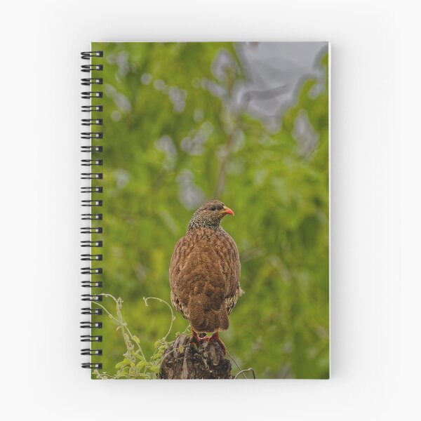 Item preview, A Natal Spurfowl in Makuleke, South Africa designed and sold by TomRomanPhotos.