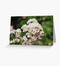 Rosè in The Wild Greeting Card