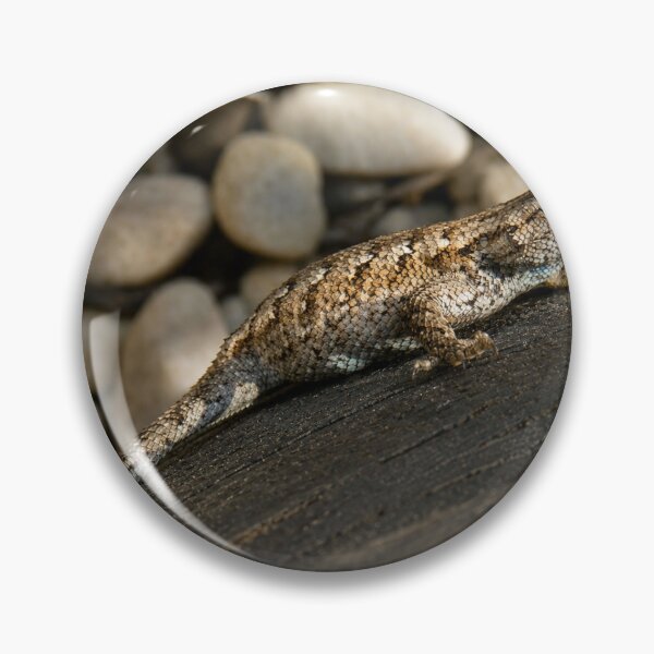 Item preview, Fence lizard basking on weathered wood designed and sold by Astute-Artio-Photography.