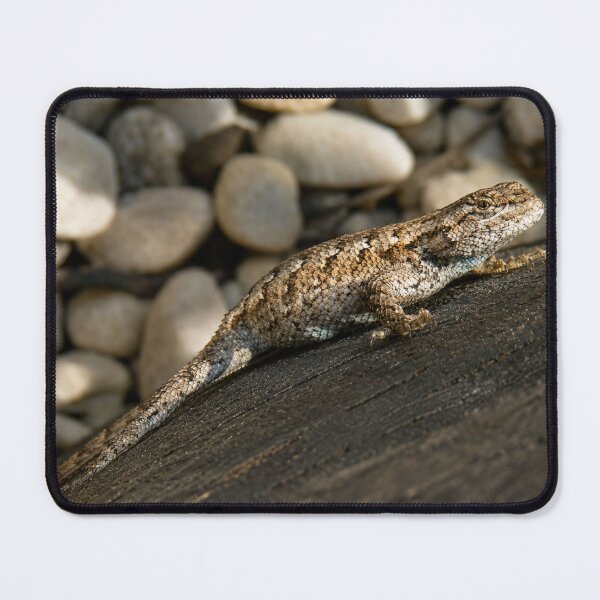 Item preview, Fence lizard basking on weathered wood designed and sold by Astute-Artio-Photography.