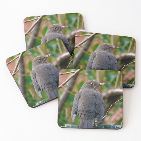 Item preview, Female Eurasian Blackbird on rustic fence designed and sold by Astute-Artio-Photography.