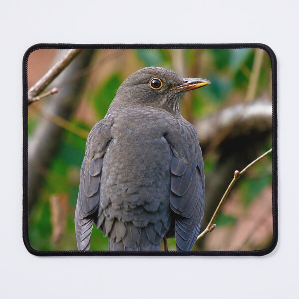 Item preview, Female Eurasian Blackbird on rustic fence designed and sold by Astute-Artio-Photography.