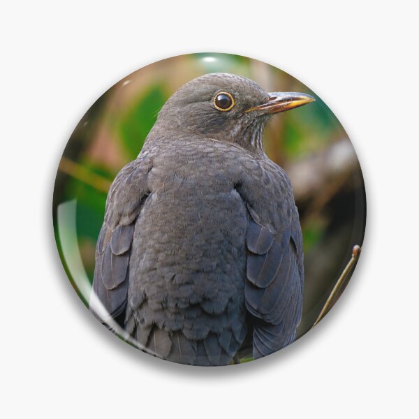 Item preview, Female Eurasian Blackbird on rustic fence designed and sold by Astute-Artio-Photography.