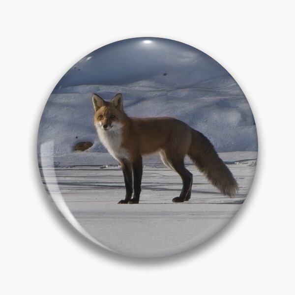 Item preview, Curios adult fox standing on the river bank snow. designed and sold by South 500 Photography.