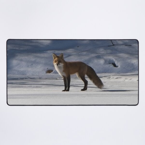 Item preview, Curios adult fox standing on the river bank snow. designed and sold by South 500 Photography.