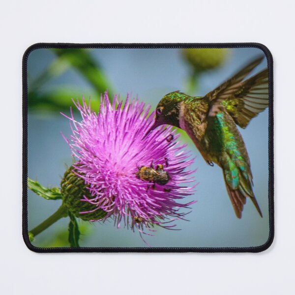 Item preview, A hummingbird and bee share a purple thistle flower. designed and sold by South 500 Photography.