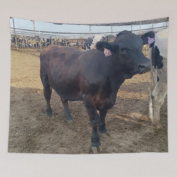 Item preview, cattle designed and sold by pksart1.