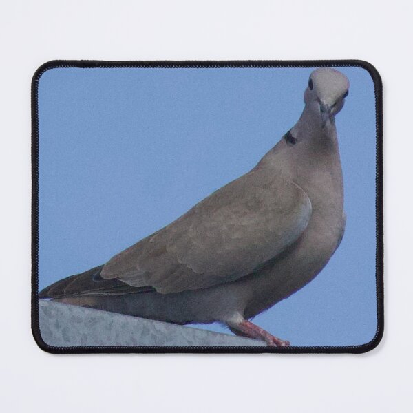 Item preview,  Mourning Dove Posing on Rooftop  designed and sold by WilesNailsPower.