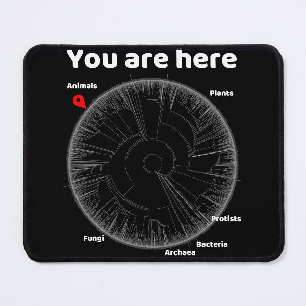 Item preview, You Are Here Phylogenetic Tree of Life Biology Graphic White Text designed and sold by MathWare MathClips.