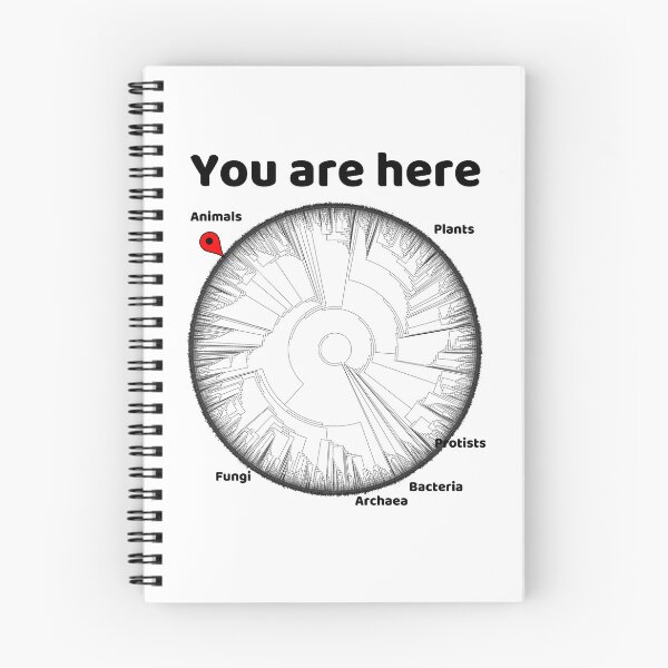 Item preview, Copy of You Are Here Phylogenetic Tree of Life Biology Graphic Black Text designed and sold by MathWare MathClips.