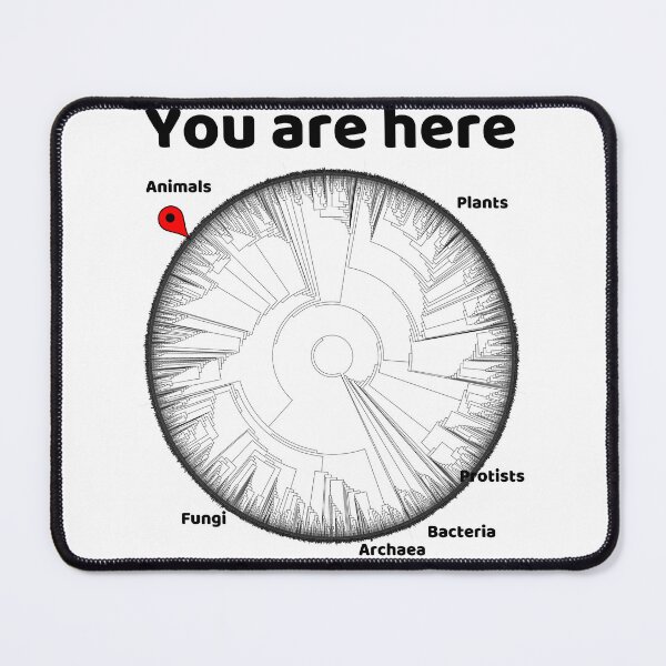 Item preview, Copy of You Are Here Phylogenetic Tree of Life Biology Graphic Black Text designed and sold by MathWare MathClips.