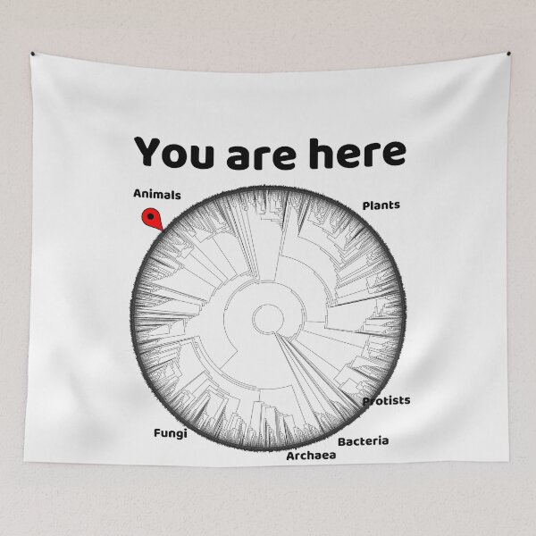 Item preview, Copy of You Are Here Phylogenetic Tree of Life Biology Graphic Black Text designed and sold by MathWare MathClips.