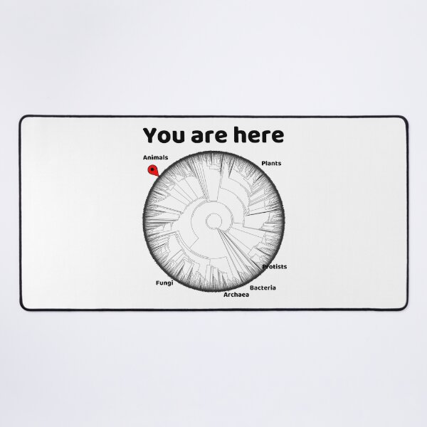 Item preview, Copy of You Are Here Phylogenetic Tree of Life Biology Graphic Black Text designed and sold by MathWare MathClips.