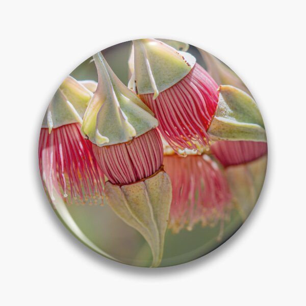 Item preview, Australian Native flower Eucalyptus Kingsmill's Mallee Bloom – Fine Art Canvas Print designed and sold by MinzMarchStudio.