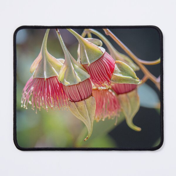 Item preview, Australian Native flower Eucalyptus Kingsmill's Mallee Bloom – Fine Art Canvas Print designed and sold by MinzMarchStudio.