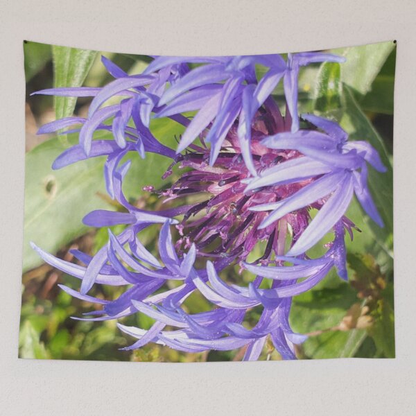 Item preview, Cornflower  designed and sold by amanda150771.