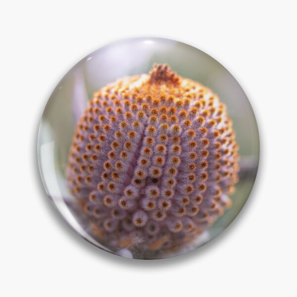 Item preview, Scarlet Banksia coccinea Bud Macro  – Fine Art Photography Print designed and sold by MinzMarchStudio.