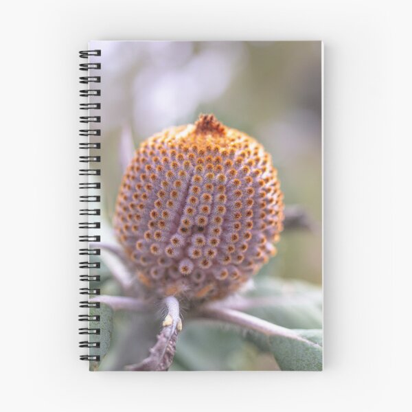 Item preview, Scarlet Banksia Bud Message of Hope – Fine Art Canvas Print designed and sold by MinzMarchStudio.