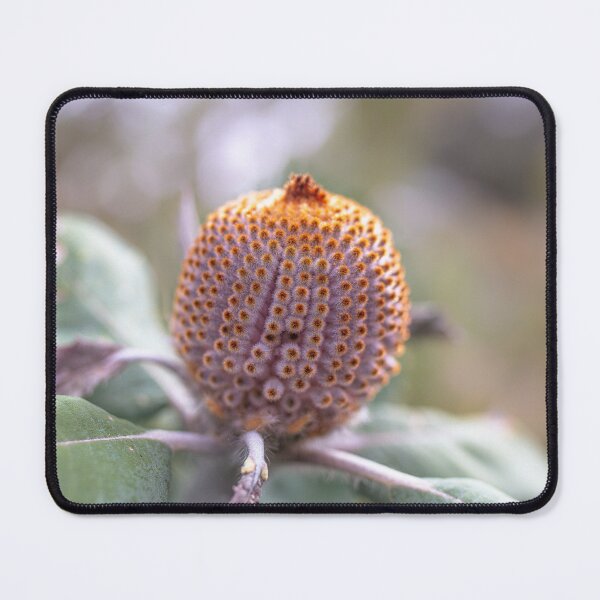 Item preview, Scarlet Banksia Bud Message of Hope – Fine Art Canvas Print designed and sold by MinzMarchStudio.