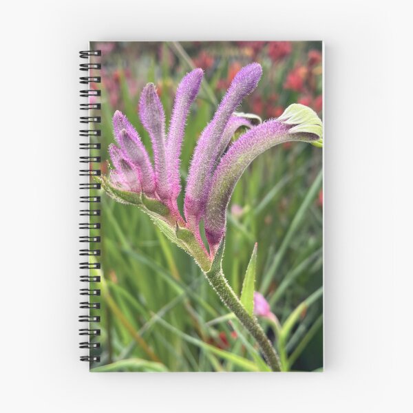 Item preview, Purple Kangaroo Paw – Australian Native Flower designed and sold by Be Captured by Brittany Emma.