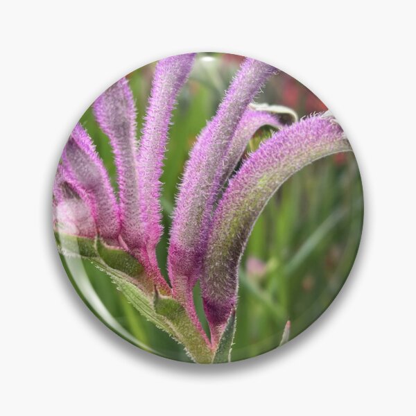 Item preview, Purple Kangaroo Paw – Australian Native Flower designed and sold by Be Captured by Brittany Emma.