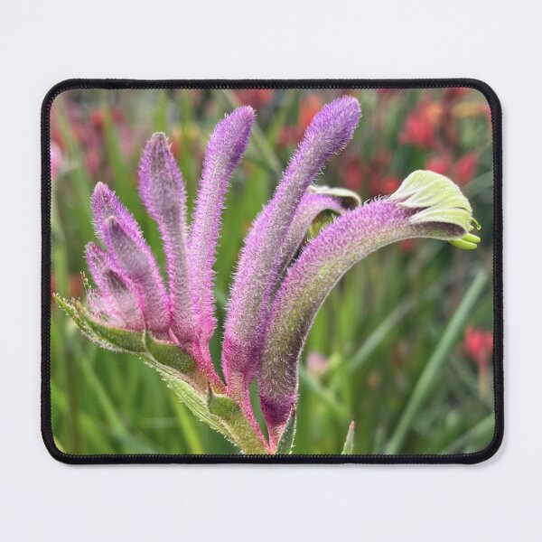 Item preview, Purple Kangaroo Paw – Australian Native Flower designed and sold by Be Captured by Brittany Emma.