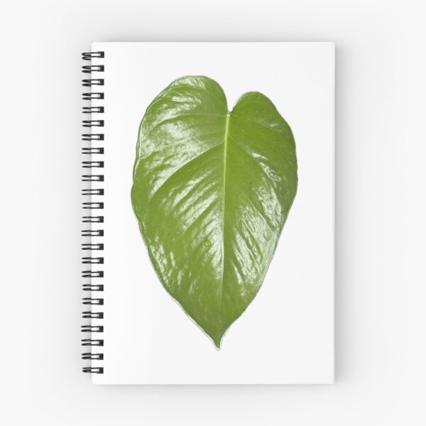 Item preview, Heart of earth, Heart shaped green devil ivy leaf Epipremnum aureum designed and sold by pipikijung.