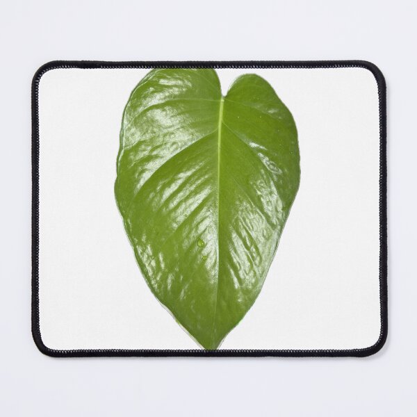 Item preview, Heart of earth, Heart shaped green devil ivy leaf Epipremnum aureum designed and sold by pipikijung.