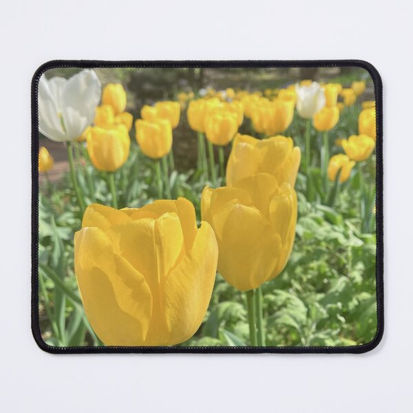 Item preview, Golden Yellow and White Tulips in the Garden designed and sold by Be Captured by Brittany Emma.