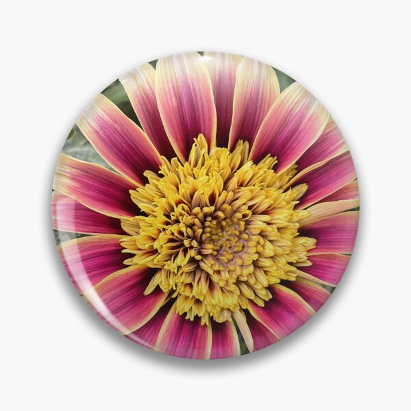 Item preview, Pink and Cream Gazania with a Golden Heart designed and sold by Be Captured by Brittany Emma.